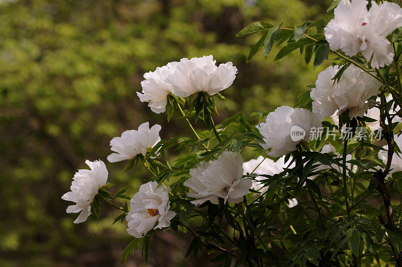 Paeonia suffruticosa